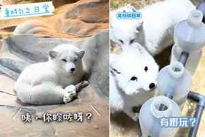 海洋公園最後北極狐離世 陪伴港人11年