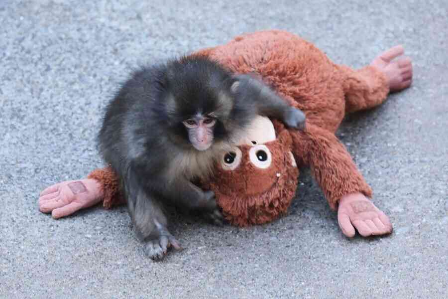 【每日品牌】Panchi爆紅 IKEA猩猩公仔在多國售罄正急補貨