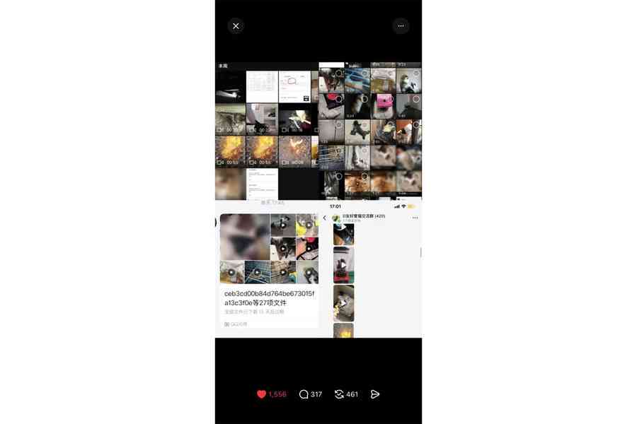 14歲中學生涉發布虐貓片被捕 獲准保釋候查