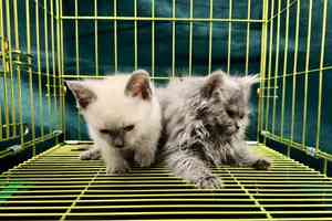 61歲女旅客走私兩貓被捕