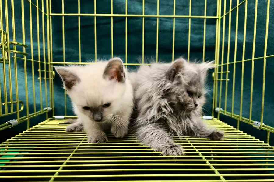 61歲女旅客走私兩貓被捕