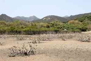 大嶼山水口約1.5公頃濕地獲修復