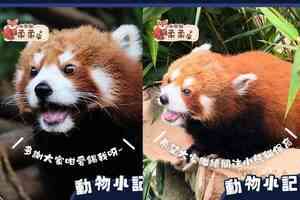 17歲高齡小熊貓「柔柔」關節炎惡化 接受人道安樂死