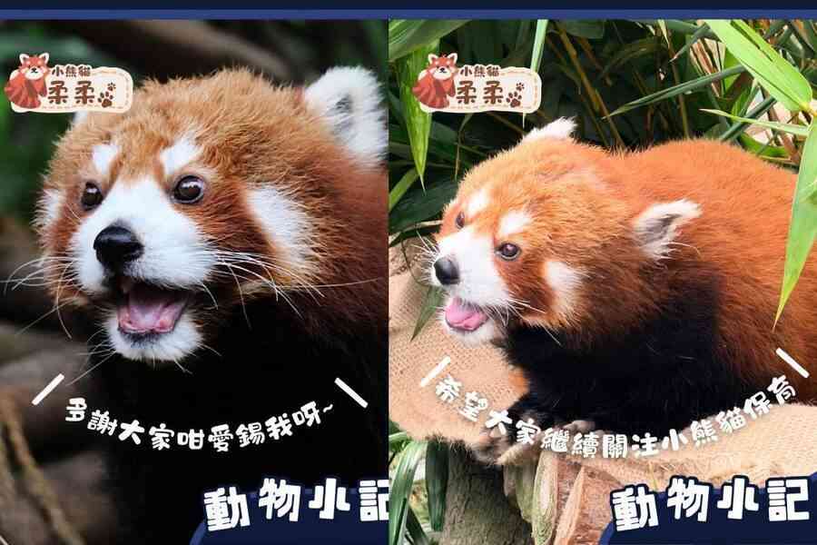 17歲高齡小熊貓「柔柔」關節炎惡化　接受人道安樂死