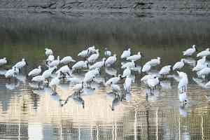 黑臉琵鷺全球數量連增8年 后海灣族群佔比逆市創新低