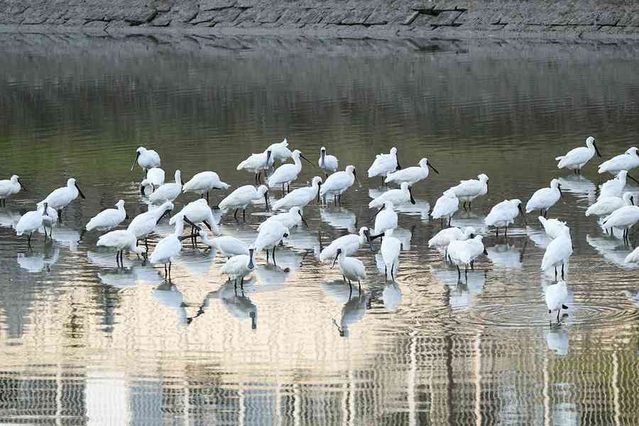 黑臉琵鷺全球數量連增8年 后海灣族群佔比逆市創新低