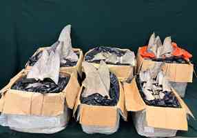 海關檢獲市值28萬懷疑受管制乾魚翅 交漁護署跟進