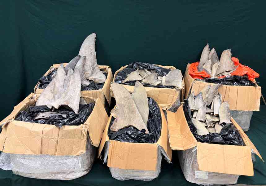 海關檢獲市值28萬懷疑受管制乾魚翅 交漁護署跟進