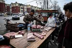 【新世紀特稿】中共去散戶化 生豬嚴重過剩 企業進退兩難