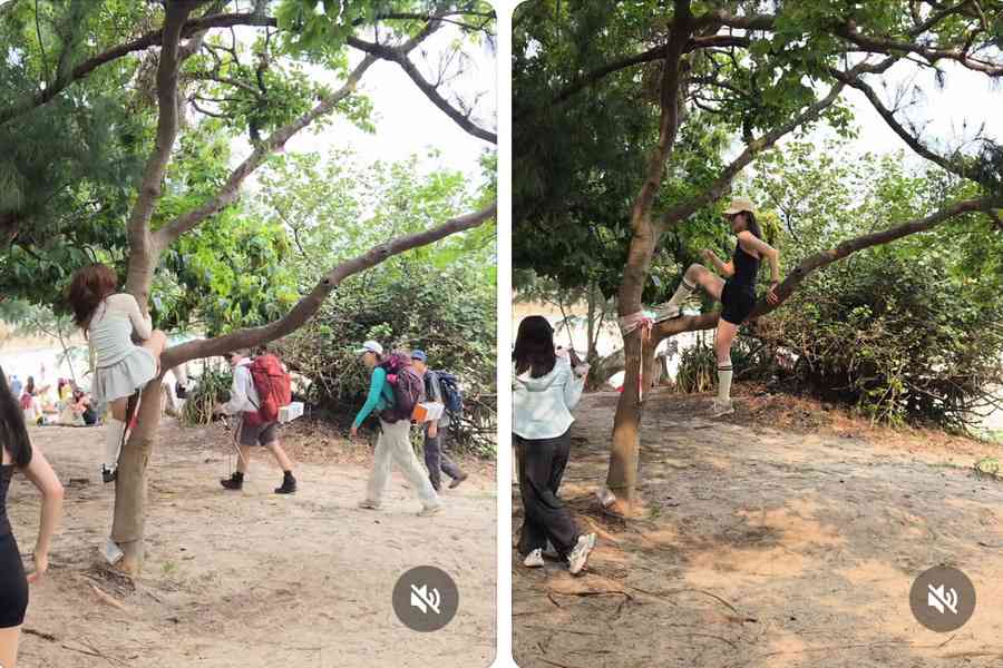 大陸「抱樹」風氣蔓延本港 郊野公園現攀爬「打卡」潮破壞生態