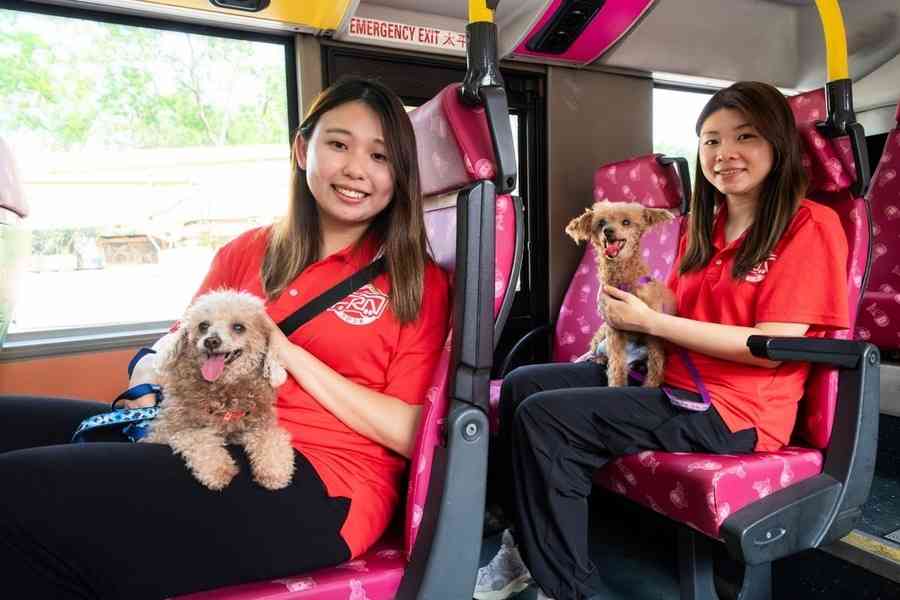九巴寵物巴士伙阿棍屋載老狗遊馬灣沙灘