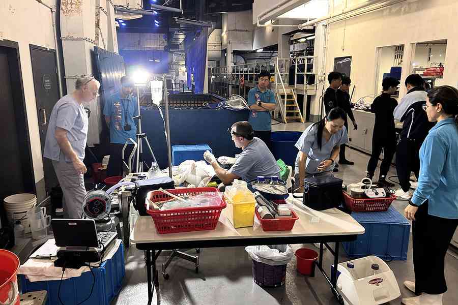 海洋公園為魔鬼魚修補胃部穿孔 全球首例