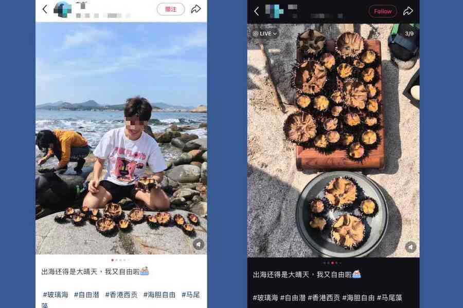 大陸客拍片火石洲捉海膽 環保組織憂引仿傚