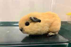 海關落馬洲檢7隻懷疑非法進口動物