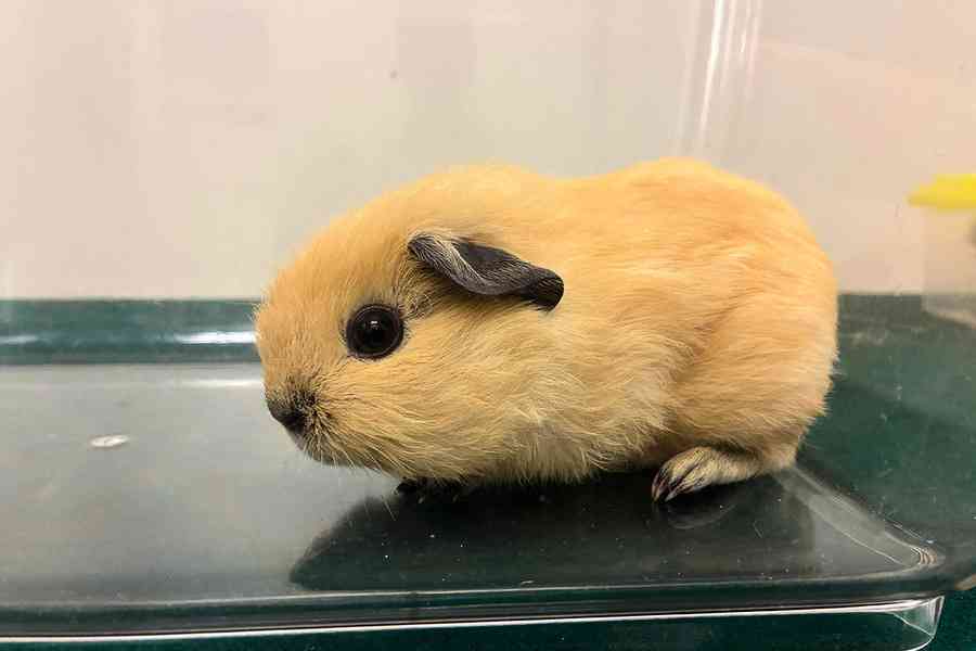 海關落馬洲檢7隻懷疑非法進口動物