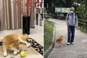 食肆明起可申請容許狗隻進入 曾俊華冀社會逐步適應與克服