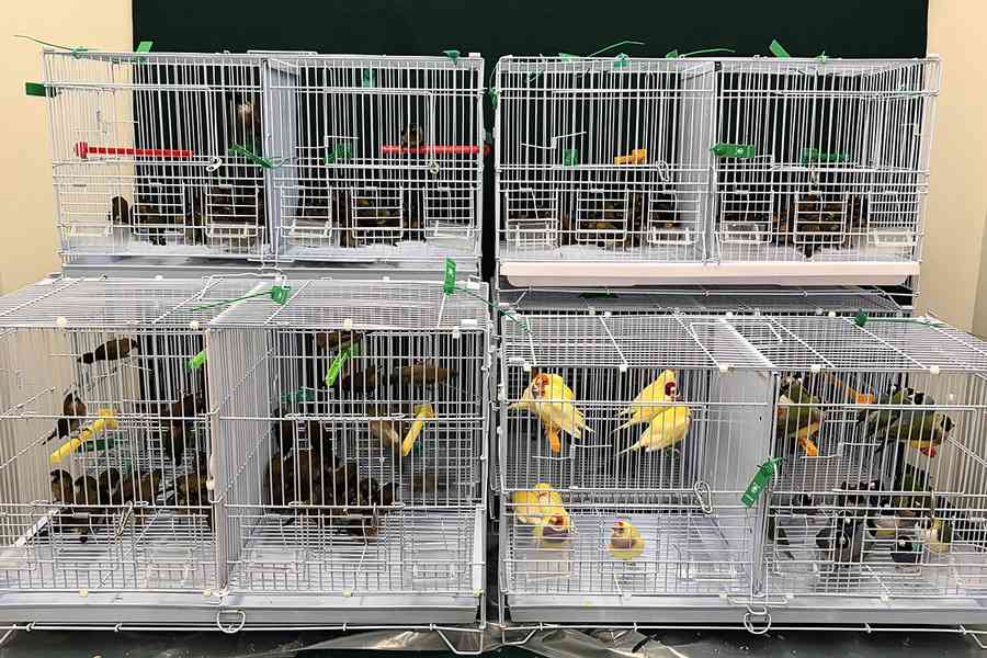香園圍男旅客被截查 行李發現278隻活雀