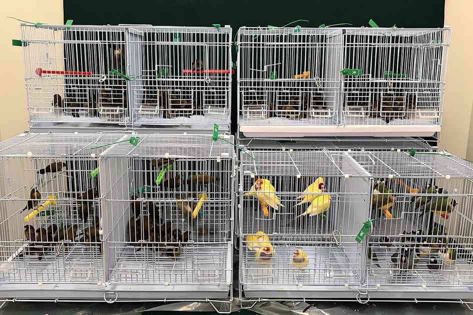 香園圍男旅客被截查行李發現278隻活雀｜大紀元時報香港｜獨立敢言的