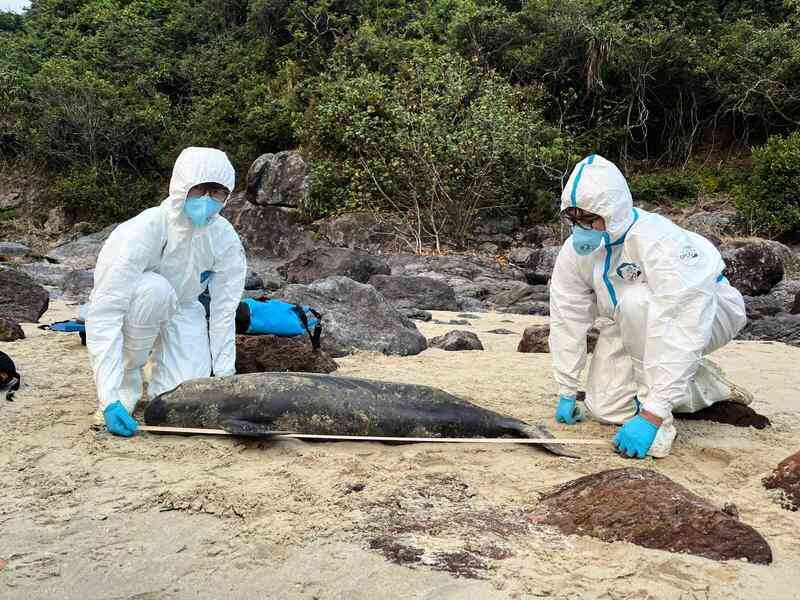 本港水域去年錄30宗鯨豚及鯊魚擱淺個案
