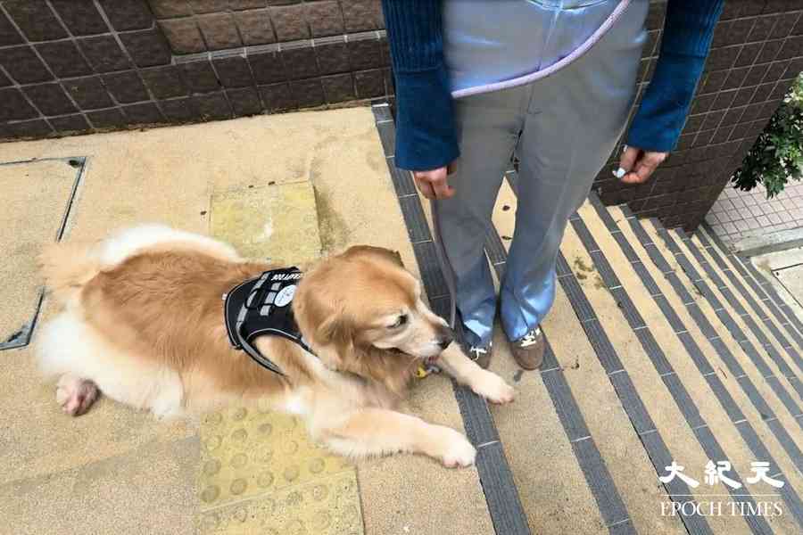 狗隻入食肆申請超額一倍 狗主：主人須盡責確保衛生清潔