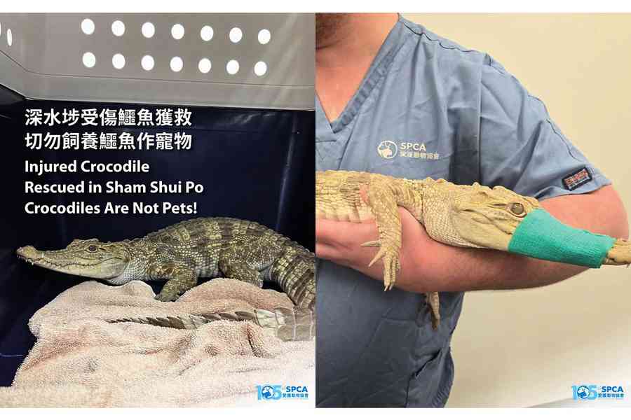 深水埗住宅露台現鱷魚  警再檢逾百爬蟲拘35歲女子