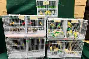 大陸客帶136隻活鳥入境香港被捕