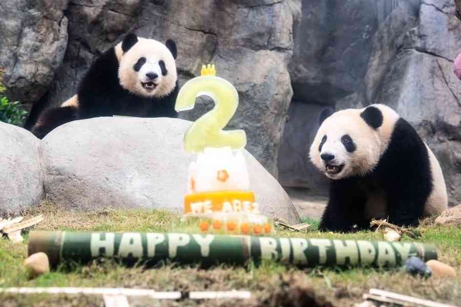 港產熊貓龍鳳胎兩歲生日 最快明年與媽媽分居