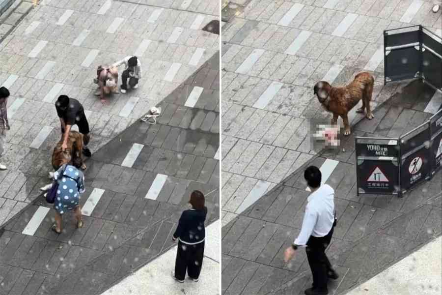 元朗YOHO大狗咬死兩隻小型犬 警方仍未尋獲狗主