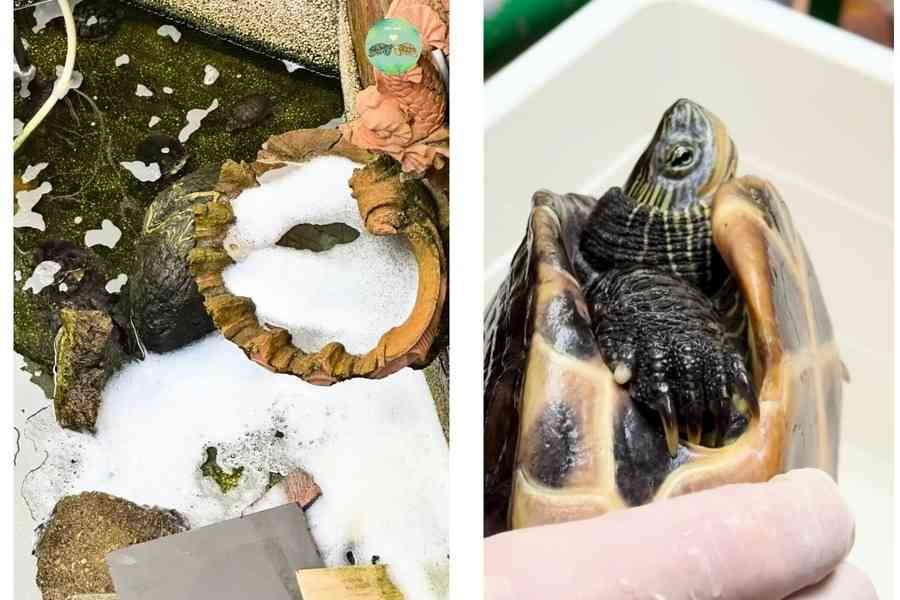 水池遭投洗衣球害死魚傷龜 42歲男涉虐畜被捕