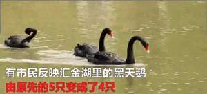 上海黑天鵝遭人捕殺 偷回家燉下酒菜