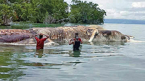 印度尼西亞馬魯古省（Maluku）的一個小海島居民於2017年5月12日通報當局，海邊出現一具長達15米的神秘巨型生物遺體。（影片截圖）