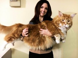 墨爾本三歲家貓身長1.2米 有望破健力士紀錄