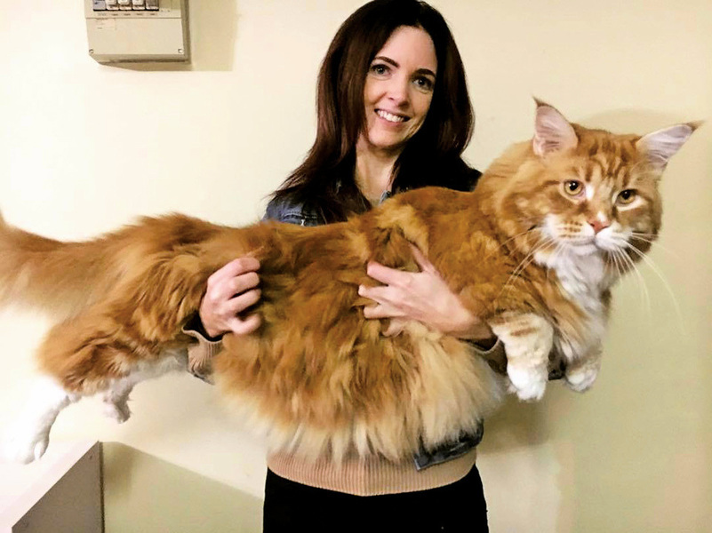 三歲家貓身長1.2米 有望破健力士紀錄