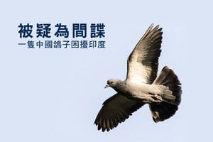 被疑為間諜 一隻中國鴿子困擾印度