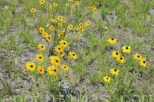 【名句人生】採菊東籬下 悠然見南山