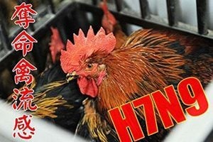 陝西爆發禽流感疫情 榆林雞場兩萬隻雞暴斃
