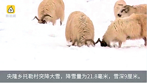 【圖片新聞】青海驚現6月飛雪 牛羊雪中覓食