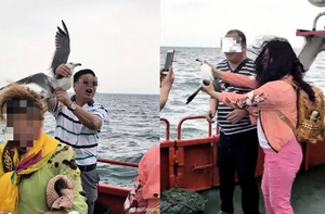 遊客強擰海鷗拍照 險扯斷脖子和翅膀