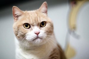 江蘇偷貓賊被捕 擬將五百隻貓咪賣給餐館
