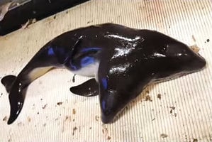 世界首例 荷蘭漁民捕獲一雙頭海豚寶寶