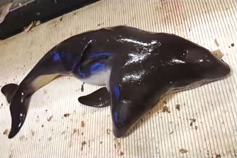 世界首例 荷蘭漁民捕獲一雙頭海豚寶寶