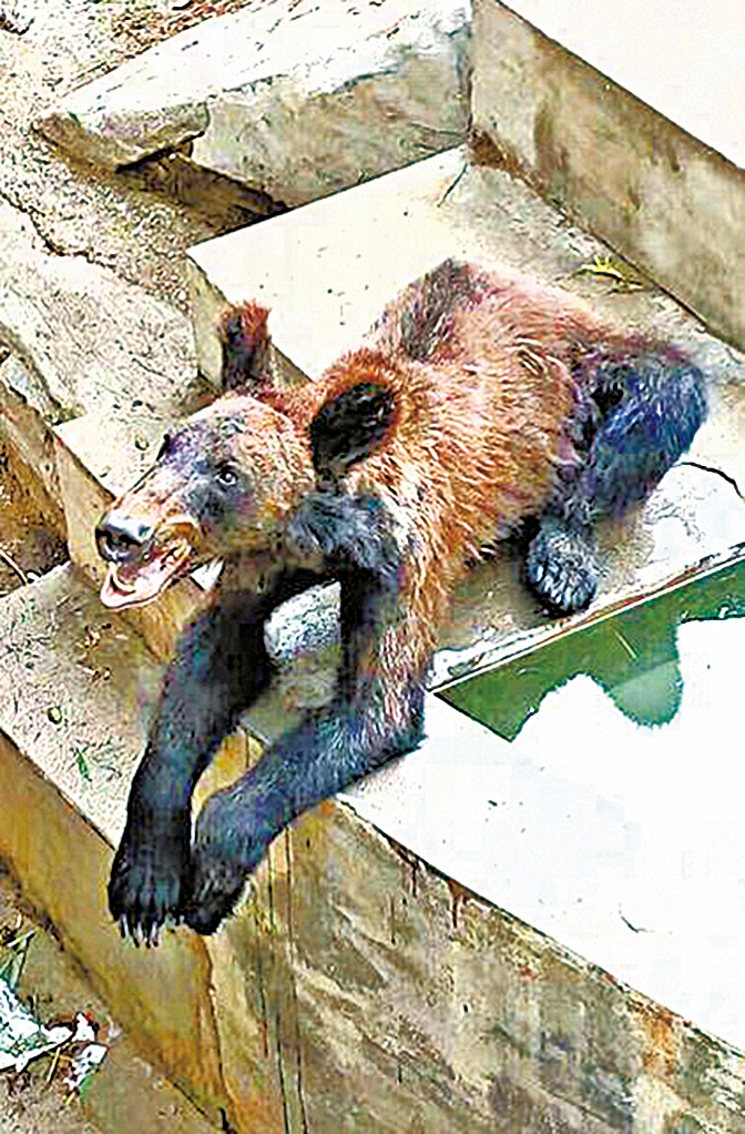 棕熊皮包骨被疑受虐 動物園：瘦但健康