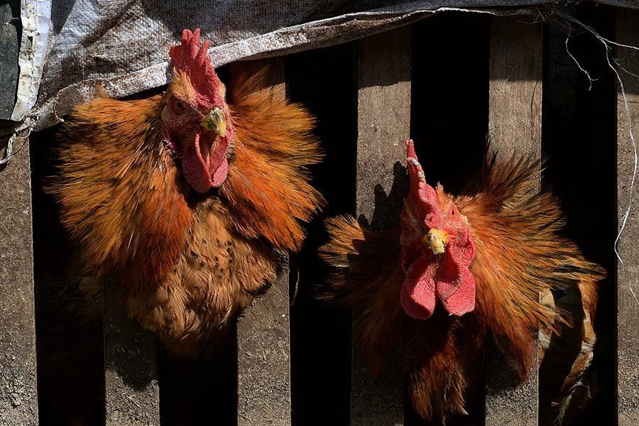 大陸一周內新增六人感染H7N9禽流感
