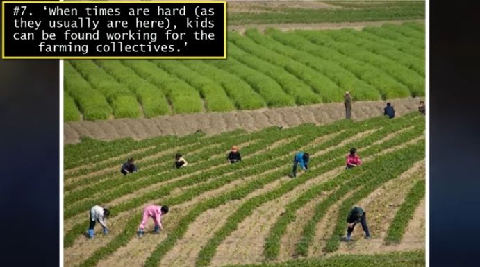 北韓居民幹著苦活、累活來摘取野菜走私到中國大陸，但是走私的利潤不會落在他們的手上。（視像擷圖）