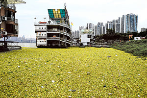 【圖片新聞】水白菜侵長江 日撈上百噸