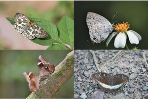 大欖邊陲現罕見蝴蝶品種