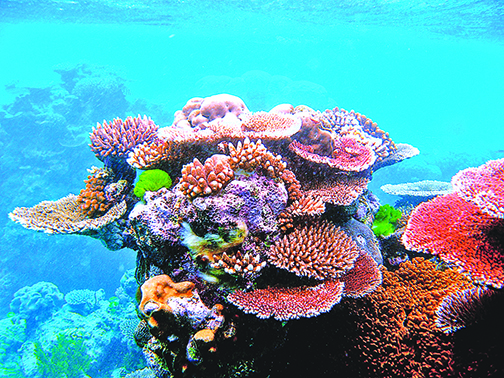 海溫升高世界最北珊瑚礁也白化