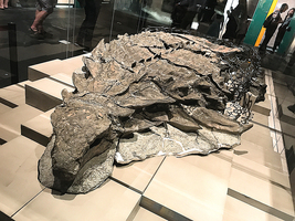 恐龍界的蒙娜麗莎 億年化石完整保存