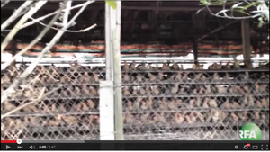 廣東農場賣病死雞給食品商 危及消費者健康