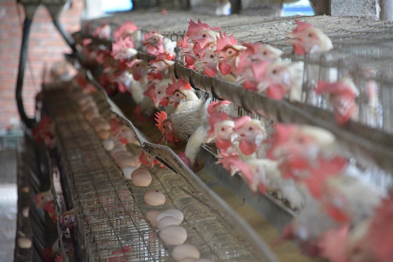 台灣彰化縣蛋雞場遭驗違法使用芬普尼，其中連成牧場登記地址已沒有養雞，曾姓負責人另外在竹塘鄉租用養雞場飼養蛋雞。（中央社）
